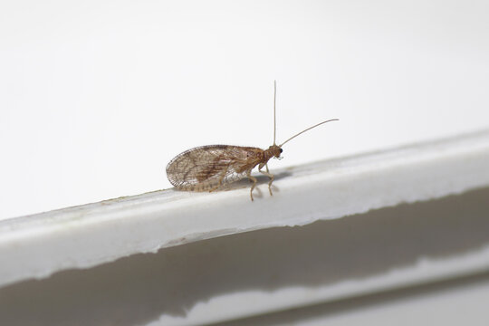 Lacewing (Micromus angulatus) on the edge of a white plastic container. Family brown lacewings (Hemerobiidae). Netherlands July