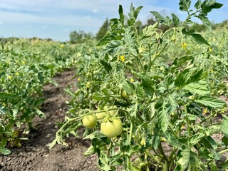 green tomatoes in the field