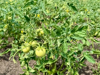 green tomatoes in the field