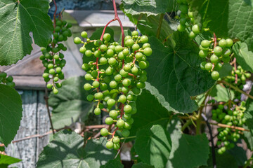 Green unripe grapes on the vine with lush green leaves, perfect for wine making.