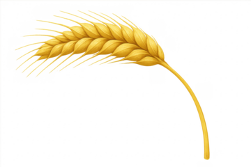 Golden wheat stalk bending over a transparent background