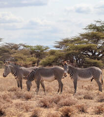 Grevy's zebras grazing in african savanna landscape