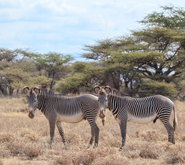 Two Grevy's zebras standing in the african savanna