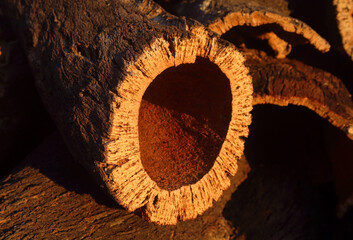 Portugal, Alentejo region. Recently harvested cork oak bark drying in the late afternoon sunshine....