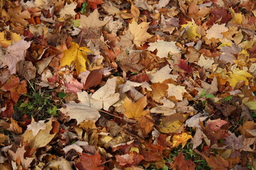 Fallen Leaves