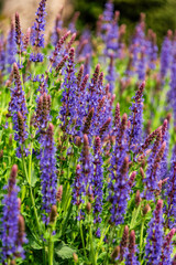 Obraz premium Blooming purple salvia flowers in summer garden