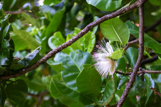 Close-up of a Barringtonia asiatica flower blooming on a tree branch