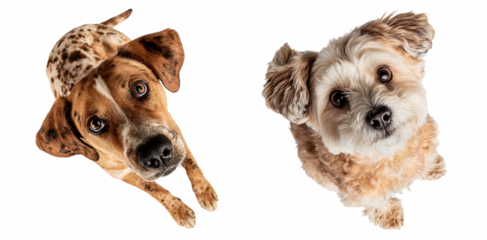 Group of dogs clipart collection