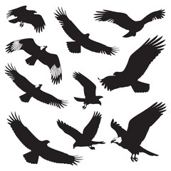 Black silhouettes of eagles in flight with spread wings and talons extended bird flying