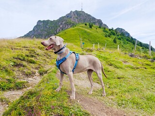 Weimaraner with blue harness standing alert on a grassy alpine slope at Kitzbüheler Horn, Austria,...