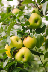Fresh green apples growing on a tree branch in a lush orchard during late summer afternoon