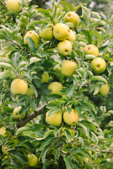 Green apples hanging from branches in a sunny orchard during late summer