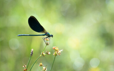 Dragonfly or damselfly on a flower in the meadow. Shiny bokeh background