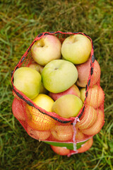 Freshly harvested apples collected in a red mesh bag on a sunny autumn day