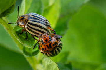 Mating Colorado Potato Beetles on Leaf – Macro Close-Up of Leptinotarsa Decemlineata Reproduction Process, Invasive Agricultural Pest on Green Foliage