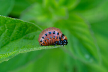 Colorado Potato Beetle Larva on Leaf – Macro Image of Invasive Agricultural Pest on Green Background, Ideal for Entomology and Environmental Education