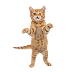 Obraz premium Orange striped cat standing and looking playful on white background 