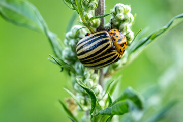 Leptinotarsa Decemlineata on Wild Plant Buds – Striped Agricultural Pest in Natural Habitat,...