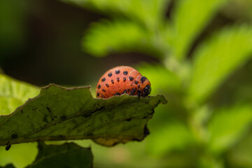 Colorado Potato Beetle Larva on Leaf – Macro Image of Invasive Agricultural Pest on Green Background, Ideal for Entomology and Environmental Education