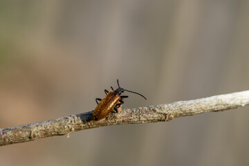 Macro Image of Donacia Beetle on Branch – Isolated Insect with Long Antennae, Ideal for Scientific, Ecological and Educational Use