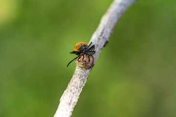 Furry Beetle on Twig Interacting with Spider Egg or Prey – Macro Shot with Shallow Depth of Field, Ideal for Ecology, Entomology and Nature Observation Themes