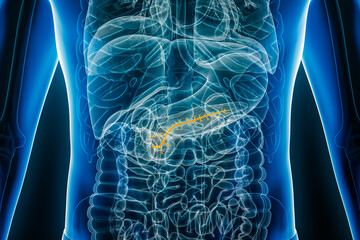 X-ray anterior or front view of human pancreatic duct 3D rendering illustration with male body contours. Anatomy, organ of digestive system, medical, biology, science, healthcare concepts.