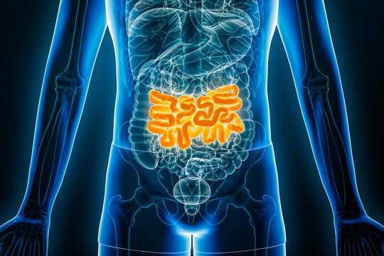 X-ray anterior view of human jejunum, part of the small intestine, 3D rendering illustration with male body contours. Anatomy, organ of digestive system, medical, biology, healthcare concepts.