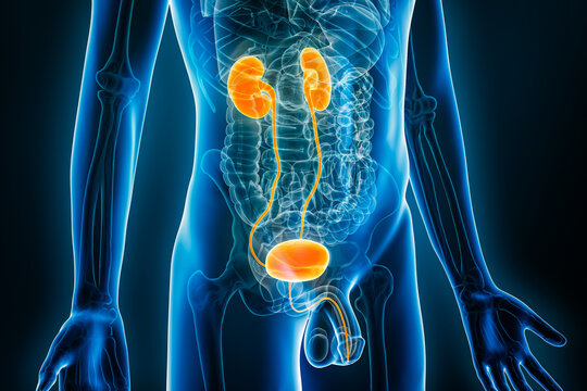 X-ray view of complete male urinary system or tract with kidneys, ureters, bladder, and urethra 3D rendering illustration. Human organs anatomy, medical, biology, science, healthcare concepts.