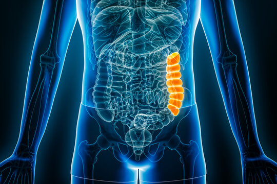 X-ray anterior or front view of human descending colon 3D rendering illustration with male body contours. Anatomy, organ of digestive system, medical, biology, science, healthcare concepts.