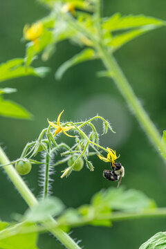 Bumblebee pollinating yellow flowers of tomato plant in vegetable garden
