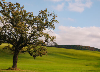 Obraz premium Majestic tree standing alone on a lush green hillside under a bright sky in autumn