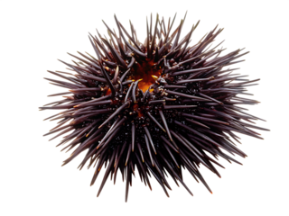 sea urchin  isolated on white background PNG, AI GENERATED