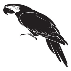 A striking parrot with detailed feathers perches elegantly, isolated on white background, showcasing the beauty of tropical wildlife