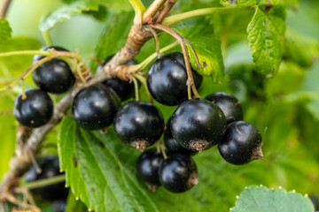 Black Currant Berries on Bush – Close-Up of Ripe Ribes Nigrum Fruit Growing in Summer Garden, Ideal for Organic Farming, Nutrition and Herbal Concepts