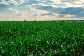 Lush Green Cornfield Under Cloudy Sky. A vast field of vibrant green corn stretches to the horizon beneath a partly cloudy sky.