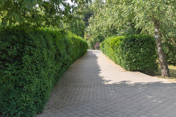 Peaceful Park Pathway Surrounded by Green Hedges and Trees on a Sunny Day
