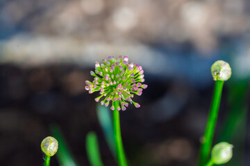 A Delicate Wildflower Beautifully Displaying Its Gorgeous Bloom in Natures Splendor and Beauty