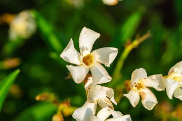 A selective focus closeup of the Oleanflowering plant