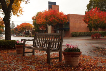 Wooden Bench Autumn Foliage Quiet, Peaceful Street