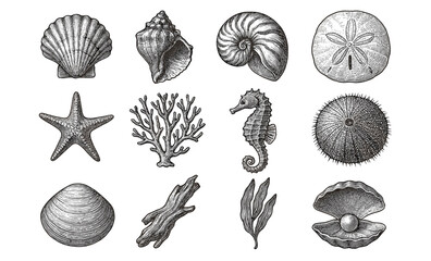 Vintage marine sketches featuring seashells, starfish, seahorse, coral, and sand dollar