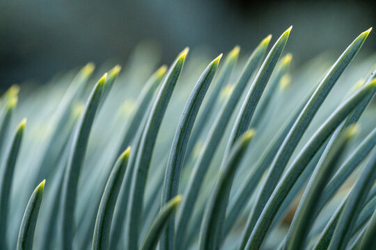 Macro View of Pine Needles in Gentle Light – Natural Minimalism and Texture. Abstract Evergreen Foliage Pattern – Close-Up of Conifer Needles in Soft Focus