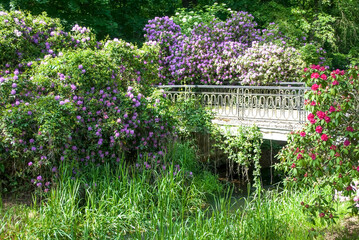 Wonderful summer landscape with a bridge and blooming rhododendrons in the park