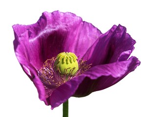 opium poppy purple flower papaver somniferum isolated