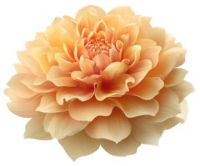 Delicate floral arrangement nature image studio close-up beauty. Isolated on transparent background, png.