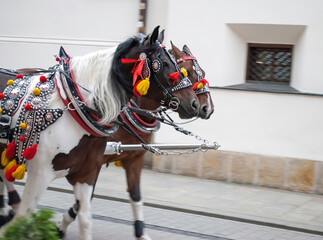 An old horse-drawn carriage on a city street. A traditional form of transport popular among tourists. A pair of horses decorated with bright ribbons