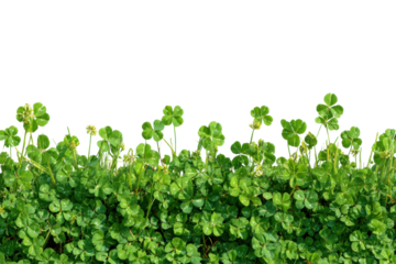 Lush green clover field nature scene plant life sunny day. Isolated on transparent background, png.