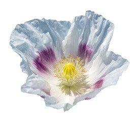 opium poppy white flower papaver somniferum isolated