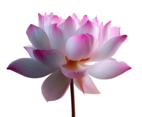 Beautiful pink lotus blossom nature scene floral photography. Isolated on transparent background, png.