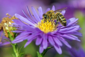 bee or honeybee in Latin Apis Mellifera blue flower