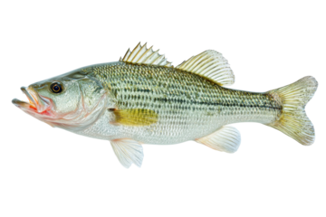 Angler's perspective fishing techniques and lake wildlife photography. Isolated on transparent background, png.